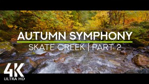 4K_A_Forest_River_in_Autumn_Splendor,_Skate_Creek_Road_area_PART