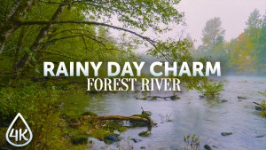 4K_Forest_River's_Rainy_Charm_Nature_Relax_Video_3_Hours_YOUTUBE