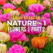 4K_Nature_Episode_2_Flowers_Part_1_with_music_and_nature_sounds