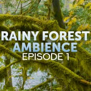 4K_Rainy_Forest_Ambience_Relaxing_in_Nature's_Gentle_Shower_Episode