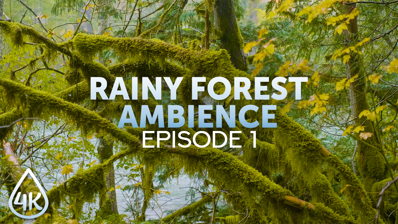 4K_Rainy_Forest_Ambience_Relaxing_in_Nature’s_Gentle_Shower_Episode