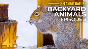 4K_Back_Yard_Animals_–_3_Birds_And_A_Squirrel_–_Nature_Relax_Video