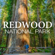 8K_HDR_Redwood_National_Park_4K_TV_Wallpapers_&_Screensavers