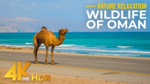 4K HDR Wild Animals of Oman Long Relax Video