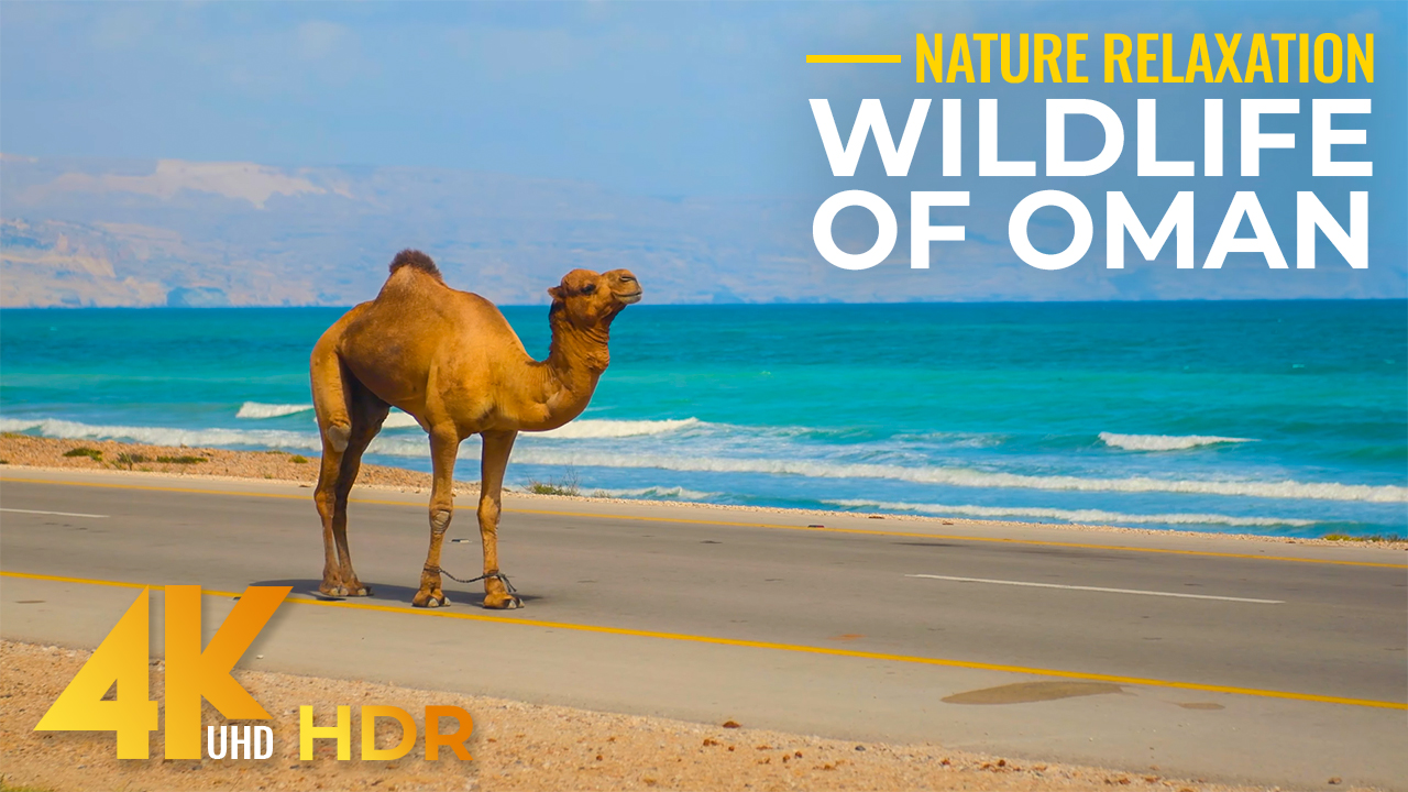 4K HDR Wild Animals of Oman Long Relax Video