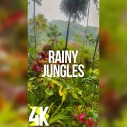 4K Rainy Jungle 3 hours Vertical Relax Video