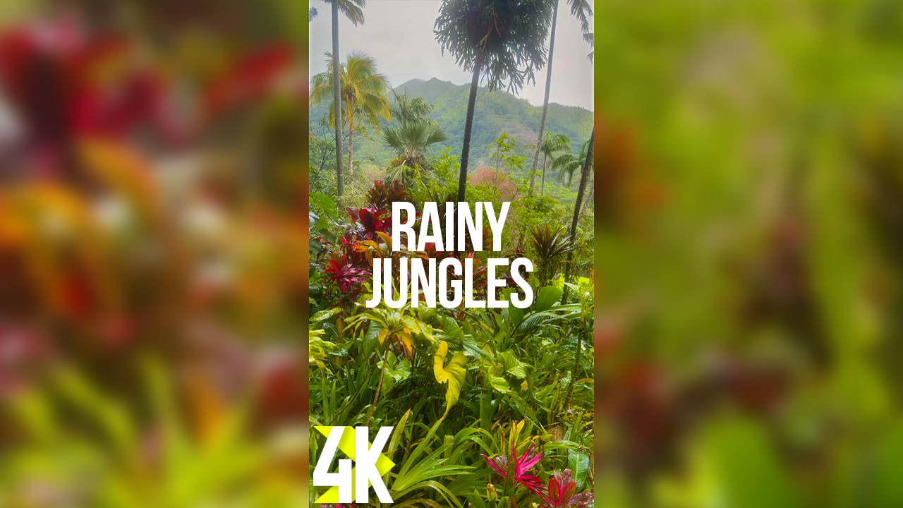 4K Rainy Jungle 3 hours Vertical Relax Video